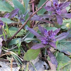 Ajuga australis by KylieWaldon