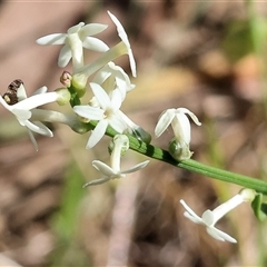 Stackhousia monogyna at Chiltern, VIC - 26 Oct 2024 by KylieWaldon