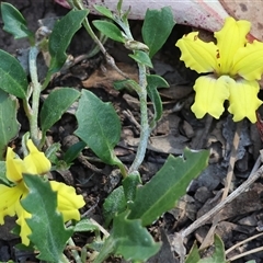 Goodenia hederacea at Chiltern, VIC - 26 Oct 2024 by KylieWaldon