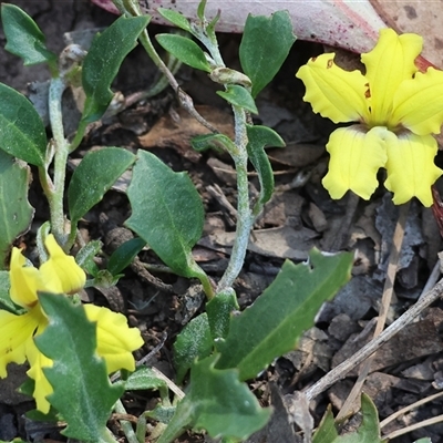 Goodenia hederacea at Chiltern, VIC - 26 Oct 2024 by KylieWaldon