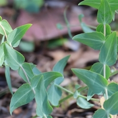 Veronica perfoliata at Chiltern, VIC - 26 Oct 2024 by KylieWaldon