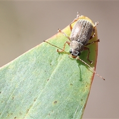 Edusella lineata (Leaf beetle) at Chiltern, VIC - 26 Oct 2024 by KylieWaldon