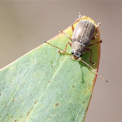 Edusella lineata (Leaf beetle) at Chiltern, VIC - 26 Oct 2024 by KylieWaldon