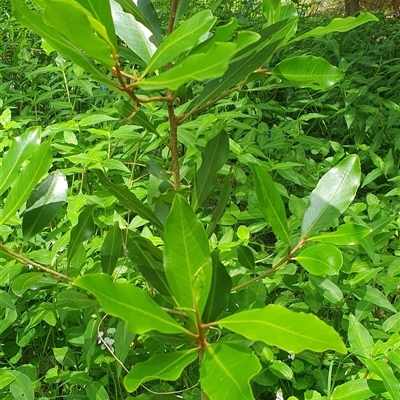 Myrsine howittiana at Shark Creek, NSW - 26 Oct 2024 by topwood