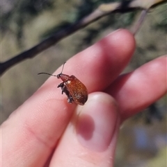 Ecnolagria sp. (genus) (A brown darkling beetle) at Bungendore, NSW - 26 Oct 2024 by clarehoneydove