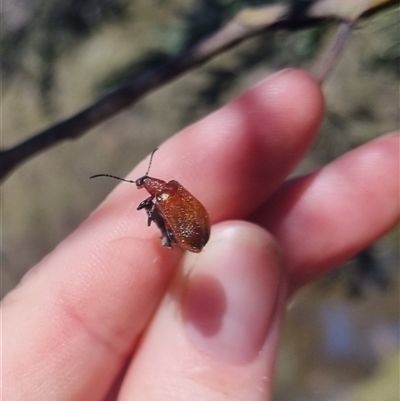 Ecnolagria sp. (genus) (A brown darkling beetle) at Bungendore, NSW - 26 Oct 2024 by clarehoneydove