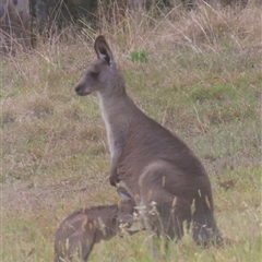 Macropus giganteus (Eastern Grey Kangaroo) at Kangaroo Valley, NSW - 27 Oct 2024 by lbradley