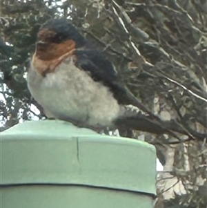 Hirundo neoxena at Bungendore, NSW - 27 Oct 2024