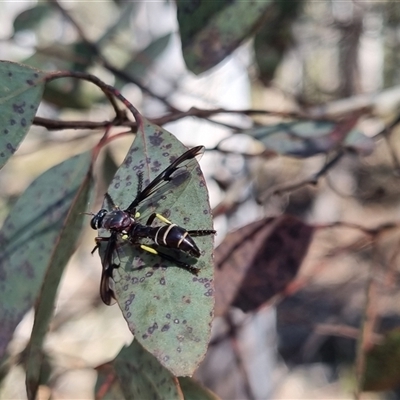 Daptolestes sp. (genus) (Robber Fly) at Bungendore, NSW - 26 Oct 2024 by clarehoneydove