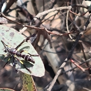 Daptolestes sp. (genus) at suppressed - 26 Oct 2024