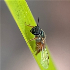 Lasioglossum sp. (Furrow Bee) at Curtin, ACT - 25 Oct 2024 by Hejor1