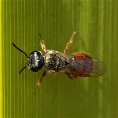 Lasioglossum (Homalictus) punctatum (A halictid bee) at Curtin, ACT - 25 Oct 2024 by Hejor1