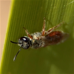 Lasioglossum (Homalictus) punctatum at Curtin, ACT - 25 Oct 2024 12:11 PM