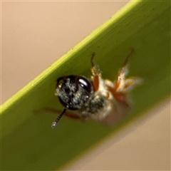 Lasioglossum (Homalictus) punctatum at Curtin, ACT - 25 Oct 2024 12:11 PM