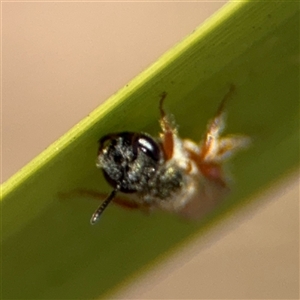 Lasioglossum (Homalictus) punctatum at Curtin, ACT - 25 Oct 2024 12:11 PM