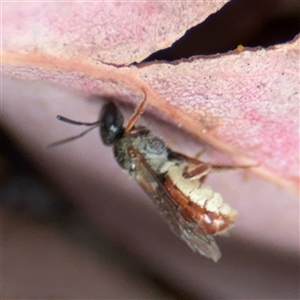 Lasioglossum (Homalictus) punctatum at Curtin, ACT - 25 Oct 2024 02:18 PM