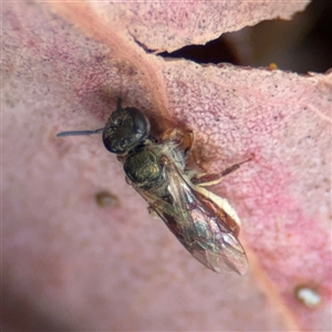 Lasioglossum (Homalictus) punctatum at Curtin, ACT - 25 Oct 2024 02:18 PM