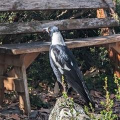 Gymnorhina tibicen (Australian Magpie) at Mount Kembla, NSW - 26 Oct 2024 by BackyardHabitatProject