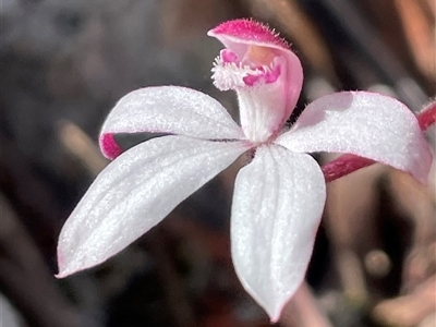 Caladenia alpina (Mountain Caps) at South Mount Cameron, TAS - 26 Oct 2024 by Clarel