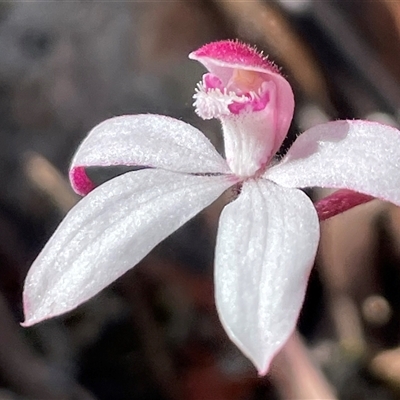 Caladenia alpina (Mountain Caps) at South Mount Cameron, TAS - 26 Oct 2024 by Clarel