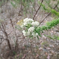 Trapezites luteus (Yellow Ochre, Rare White-spot Skipper) at Kambah, ACT - 26 Oct 2024 by LPadg