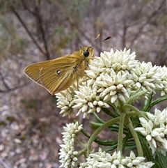 Trapezites luteus at Kambah, ACT - 27 Oct 2024