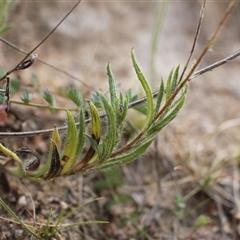 Leptorhynchos squamatus subsp. squamatus at Kambah, ACT - 27 Oct 2024 07:48 AM