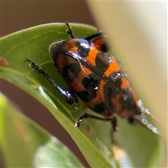 Dicranolaius sp. (genus) (Unidentified melyrid beetle) at Greenleigh, NSW - 25 Oct 2024 by Hejor1