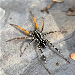 Nyssus coloripes (Spotted Ground Swift Spider) at Greenleigh, NSW - 25 Oct 2024 by Hejor1