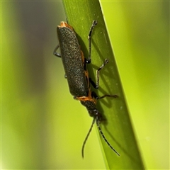 Chauliognathus lugubris (Plague Soldier Beetle) at Greenleigh, NSW - 25 Oct 2024 by Hejor1