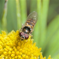 Melangyna sp. (genus) (Hover Fly) at Greenleigh, NSW - 26 Oct 2024 by Hejor1