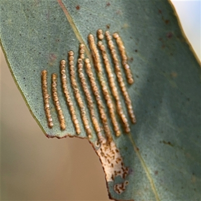 Uraba lugens (Gumleaf Skeletonizer) at Greenleigh, NSW - 26 Oct 2024 by Hejor1