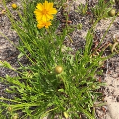 Unidentified Daisy at Saratoga, NSW - 27 Oct 2024 by JohnGiacon