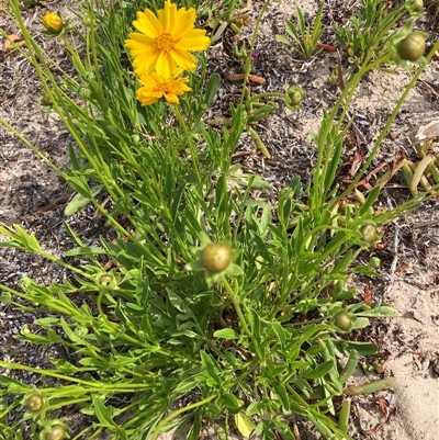 Unidentified Daisy at Saratoga, NSW - 27 Oct 2024 by JohnGiacon