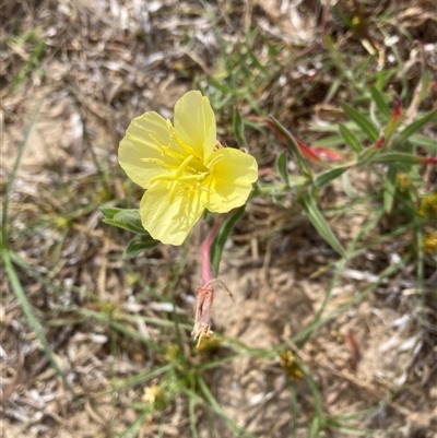 Oenothera stricta subsp. stricta (Common Evening Primrose) at Saratoga, NSW - 27 Oct 2024 by JohnGiacon