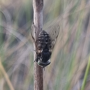 Dasybasis sp. (genus) at Bungendore, NSW - suppressed