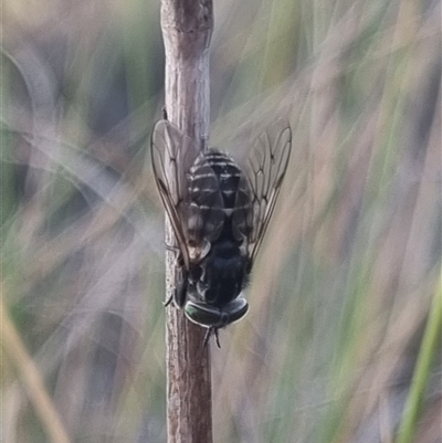 Dasybasis sp. (genus) (A march fly) at Bungendore, NSW - 22 Oct 2024 by clarehoneydove