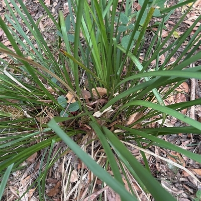 Lomandra longifolia at Lorne, NSW - 27 Oct 2024 by Butlinz