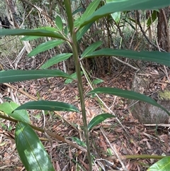 Unidentified Plant at Lorne, NSW - 27 Oct 2024 by Butlinz