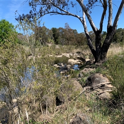 Eucalyptus dives at Undefined - 13 Oct 2024 by MichaelMulvaney