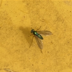 Dolichopodidae (family) (Unidentified Long-legged fly) at Lyons, ACT - 27 Oct 2024 by ran452