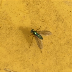 Dolichopodidae (family) at Lyons, ACT - 27 Oct 2024 09:39 AM