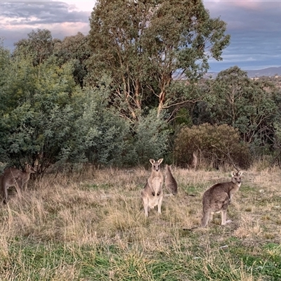 Macropus giganteus (Eastern Grey Kangaroo) at Nicholls, ACT - 7 Jul 2022 by wildthings