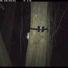 Rattus or Mastacomys sp. (genus) (An unidentified rat species) at Shark Creek, NSW - 25 Oct 2024 by topwood