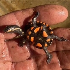 Chelodina longicollis (Eastern Long-necked Turtle) at Yass River, NSW - 2 Oct 2024 by KateWilson