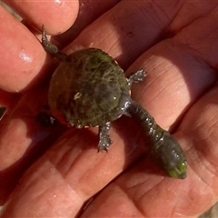 Chelodina longicollis at Yass River, NSW - suppressed