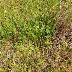 Sanguisorba minor (Salad Burnet, Sheep's Burnet) at Kambah, ACT - 26 Oct 2024 by LPadg