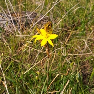 Bulbine bulbosa at Kambah, ACT - 27 Oct 2024 10:21 AM