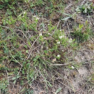 Asperula conferta at Kambah, ACT - 27 Oct 2024