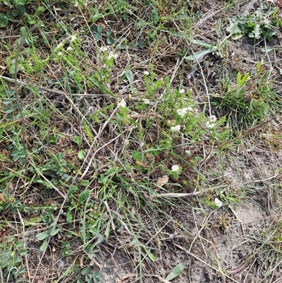 Asperula conferta (Common Woodruff) at Kambah, ACT - 27 Oct 2024 by LPadg